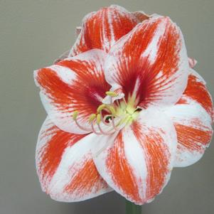 Hippeastrum Southern Hemisphere Toronto