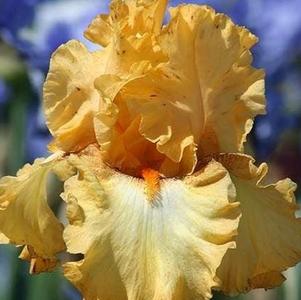 Iris Germanica Peach