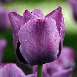 Tulip Single Late Blue Aimable