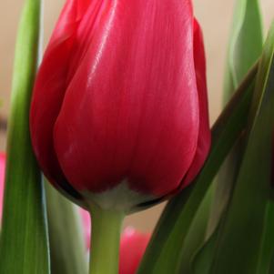 Tulip Triumph Curry