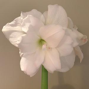 Hippeastrum Southern Hemisphere Alasca