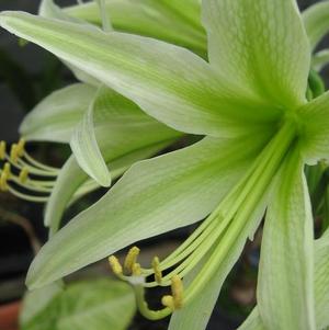 Hippeastrum Holland - Cybister Type Evergreen