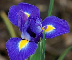 Iris Dutch Blue Star