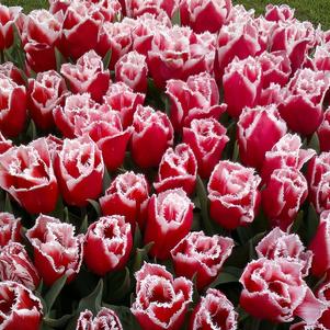 Tulip Fringed Canasta