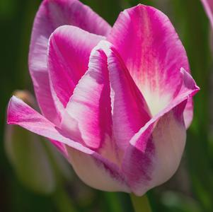 Tulip Single Late Del Piero