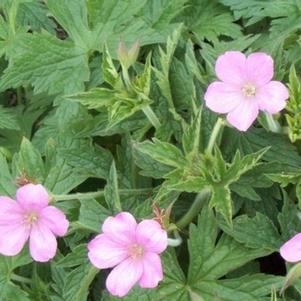 Geranium End Wargrave Pink