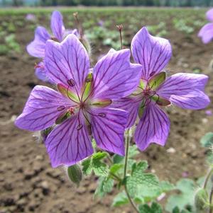 Geranium Phillipe Vapelle