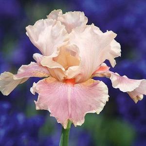 Iris Germanica Pink