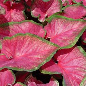 Caladium Strap Leaf Sweetheart