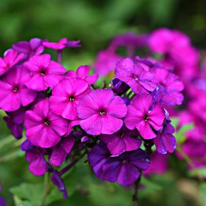 Phlox Paniculata Nicky