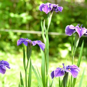 Iris Ensata Crystal Halo