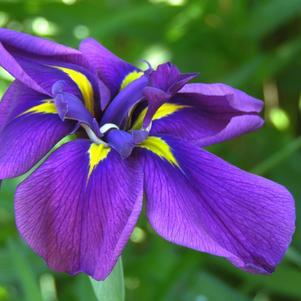 Iris Ensata Variagata