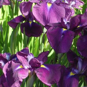 Iris Ensata Royal Banner