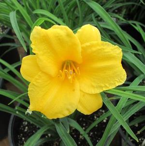 Hemerocallis Stella D'Oro