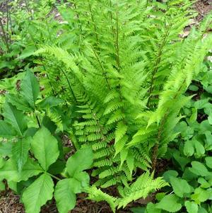 Dryopteris Marginalis Leatherwood