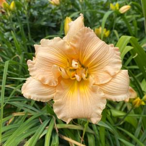 Hemerocallis Mini Pearl