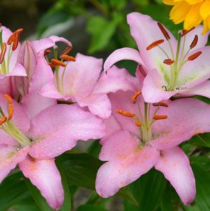 Lilies Oriental Sweet Romance