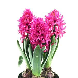 Hyacinth Red Glory