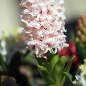 Hyacinth Pink Surprise