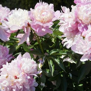 Peony lactiflora Angel Cheeks