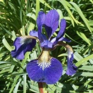 Iris Siberica Caesars Brother