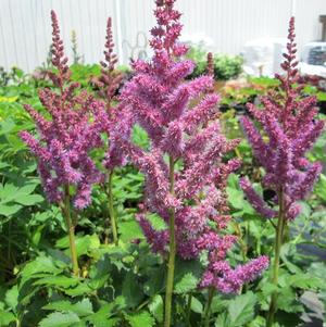 Astilbe Purple (chinensis hyb)