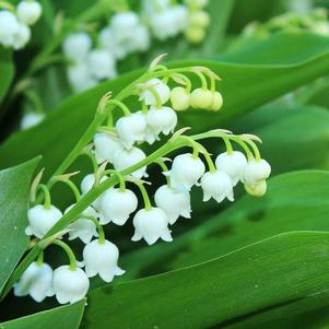 Convallaria Bordeaux Giant