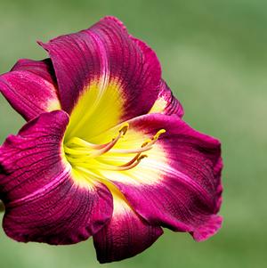 Hemerocallis Night Beacon