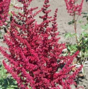 Astilbe Glow (arendsii hyb)