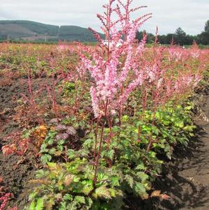 Astilbe Color Flash (arendsii hyb)