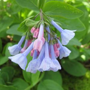 Mertensia Virginica 