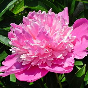 Peony lactiflora Evening Dream