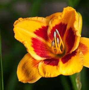 Hemerocallis Black Eyed Susan