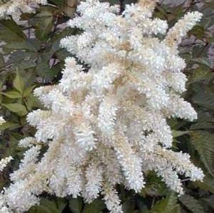 Astilbe White (chinensis hyb)