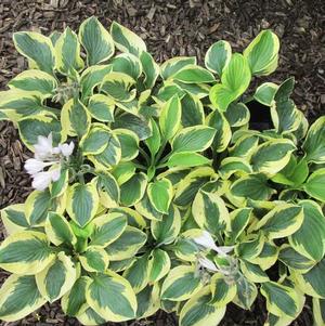 Hosta Brim Cup