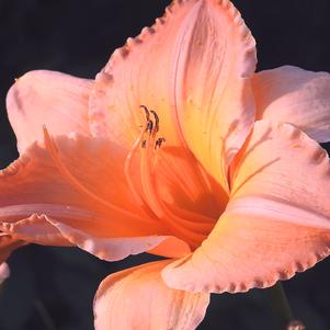 Hemerocallis On and On