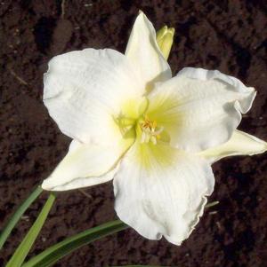 Hemerocallis Gentle Shepherd