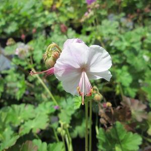 Geranium Biokovo