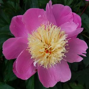 Peony lactiflora Wladyslawa