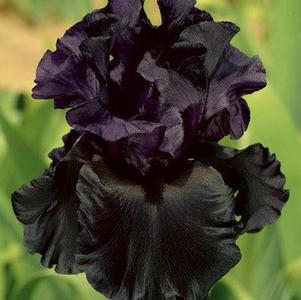 Iris Germanica Black