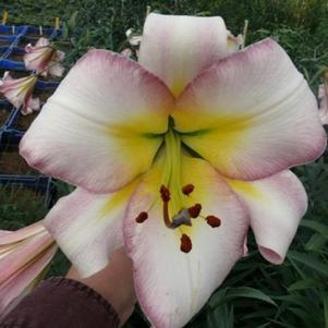 Lilies Oriental Trumpet Beijin Moon