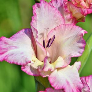 Gladiolus Priscilla