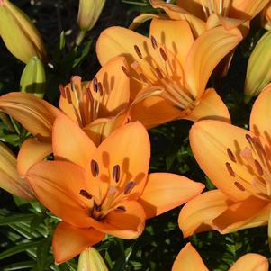 Lilies Longiflorum Asiatic Ceasar's Palace