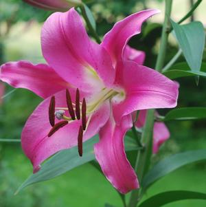 Lilies Oriental Maldano