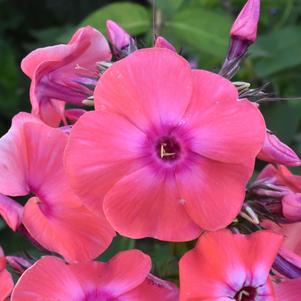 Phlox Paniculata Windsor