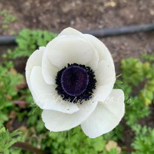 Anemone Carmel White