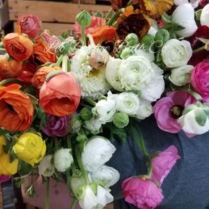 Ranunculus Tecolote Rainbow