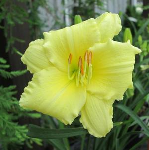 Hemerocallis Happy Returns