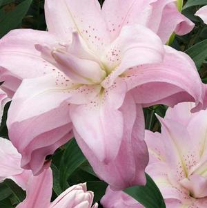 Lilies Double Oriental Lotus Queen