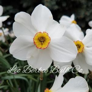 Daffodil Poeticus Actaea